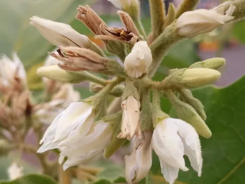 Shield-leaved nightshade