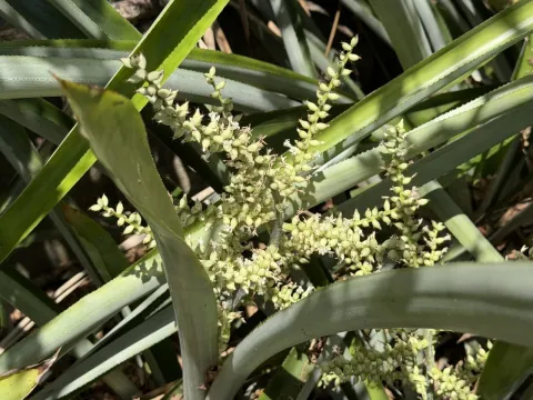 Wittmackia