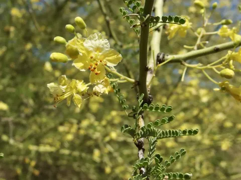 Parkinsonia sonorae
