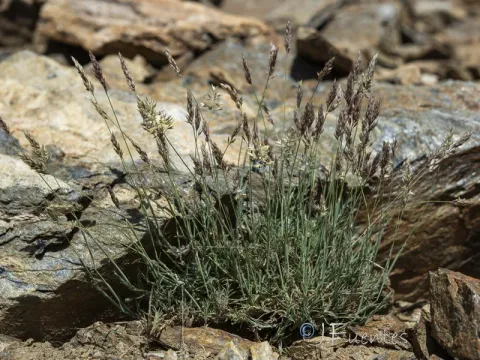 Holcus caespitosus