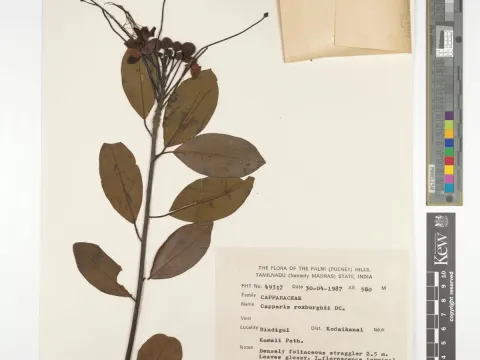 Capparis roxburghii