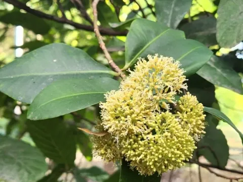 Wallenia