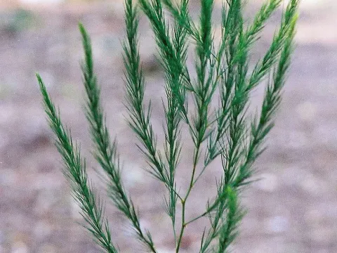 Asparagus flagellaris