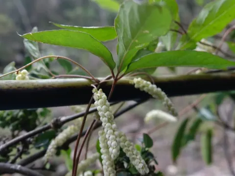 Dioscorea quartiniana
