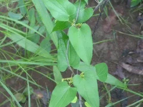 Dioscorea sagittifolia