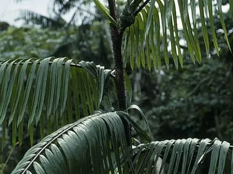 Oncocalamus