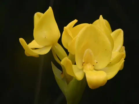Platycoryne