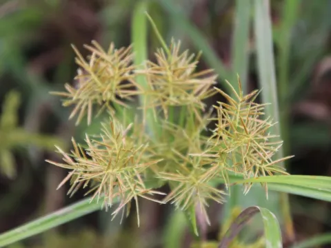 Cyperus maculatus