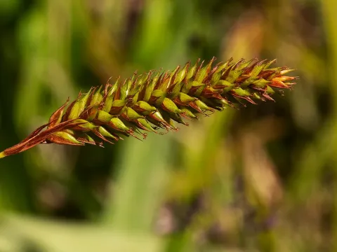 Carex petitiana