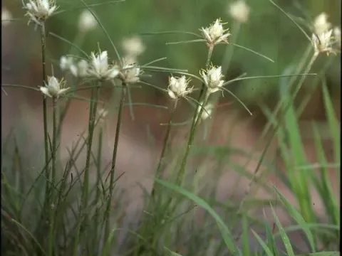 Bulbostylis laniceps