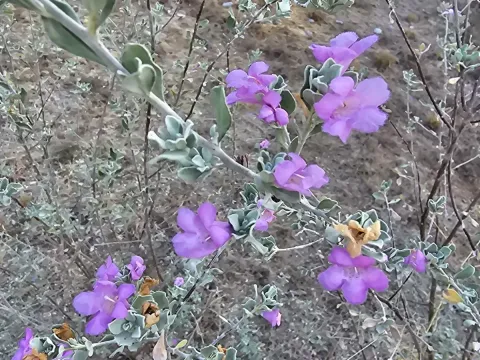Leucophyllum