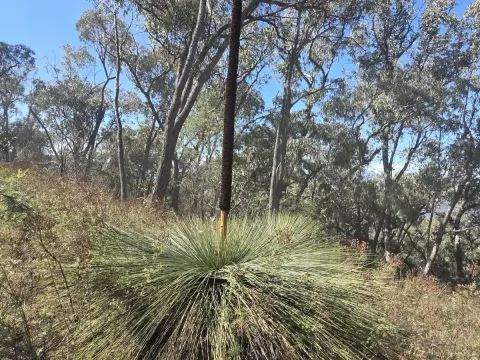 Xanthorrhoea glauca