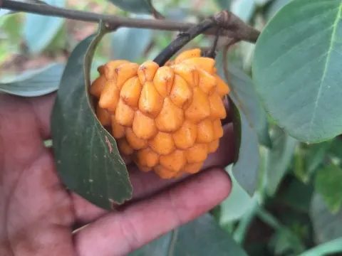 Annona cornifolia