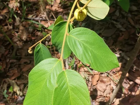 Annona tomentosa