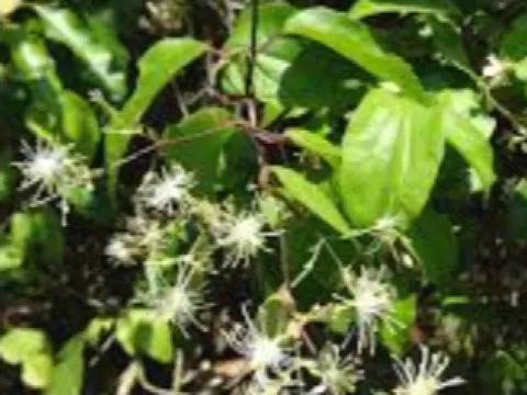 Clematis simensis