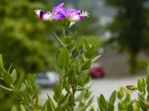 Polygala fernandesiana