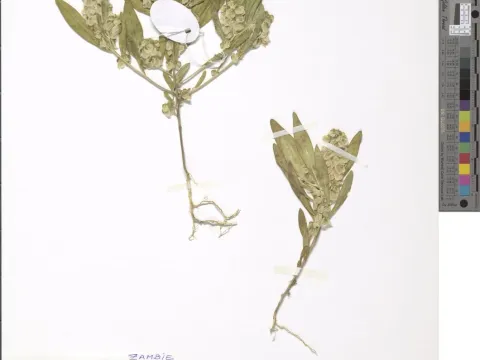 Polygala schweinfurthii