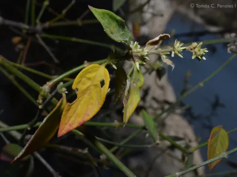 Alternanthera lanceolata