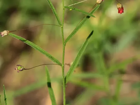 Hermannia modesta
