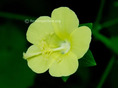 Pavonia procumbens