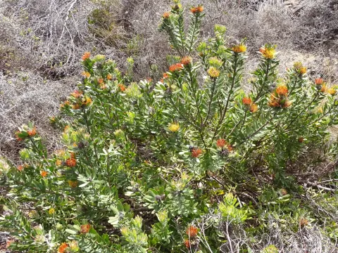 Leucospermum