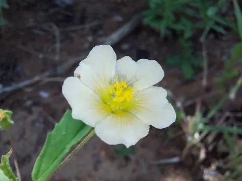 White sida