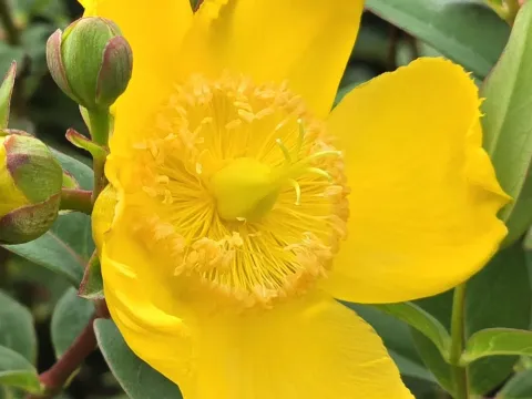 Hidcote St. John's Wort
