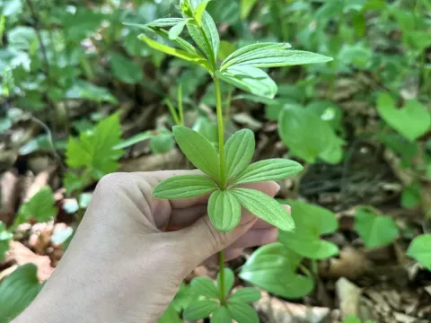Maximowicz's bedstraw