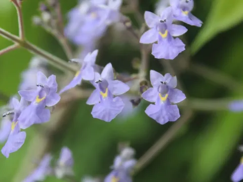 Витекс Гаумера