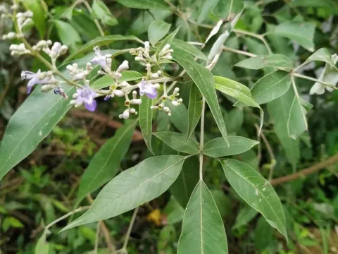 Vitex micrantha