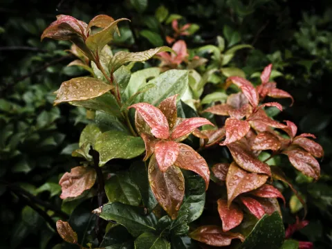 Leucothoe