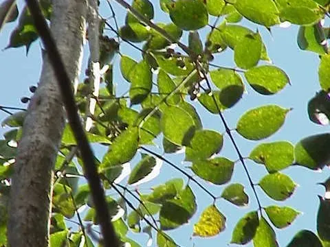Bursera medranoana