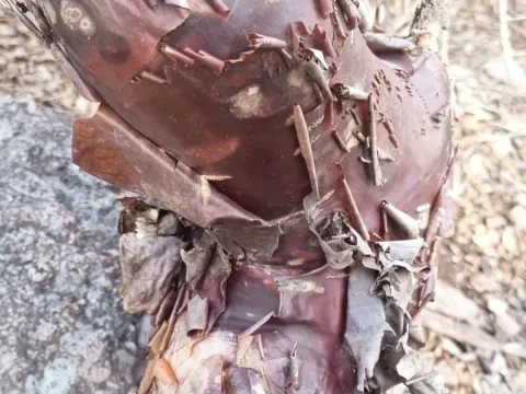 Bursera schlechtendalii