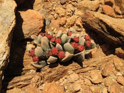 Cerochlamys
