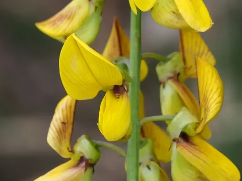 Crotalaria trichotoma