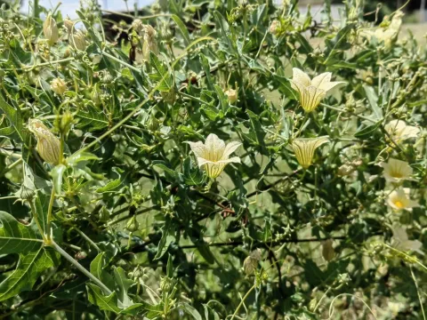 Coccinia sessilifolia