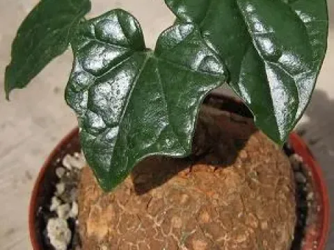 Cyclantheropsis