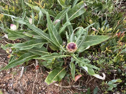 Maral root