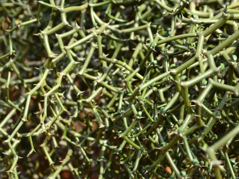 Decarya