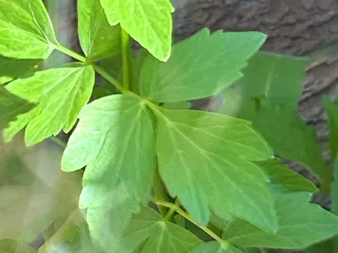 Lovage