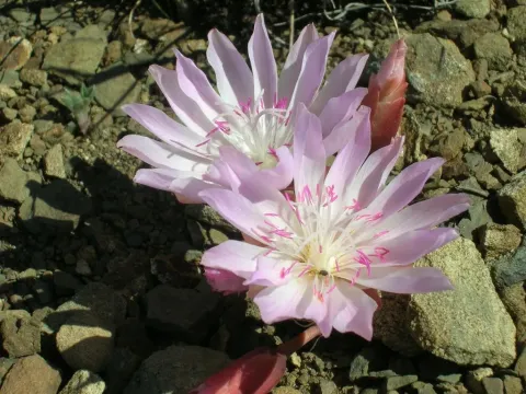 Lewisia