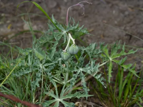 Jatropha cathartica