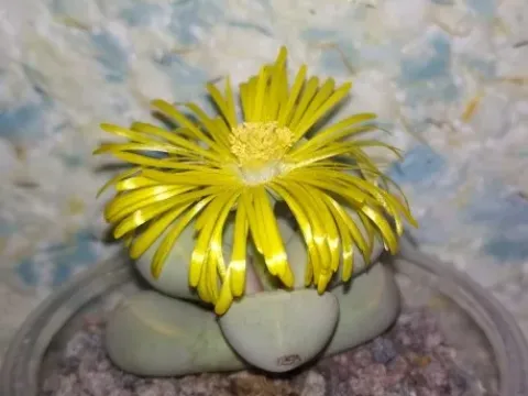 Lapidaria