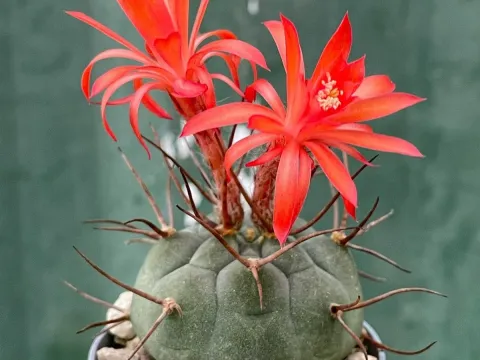 Anhaloniopsis
