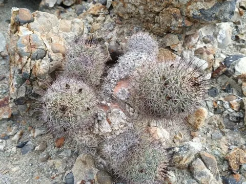 Ortegocactus