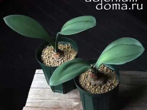 Rauhia