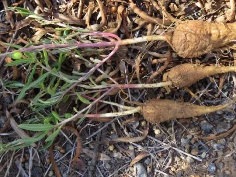 Talinum caffrum