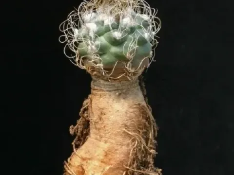 Kadenicarpus