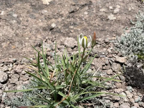 Albuca humilis