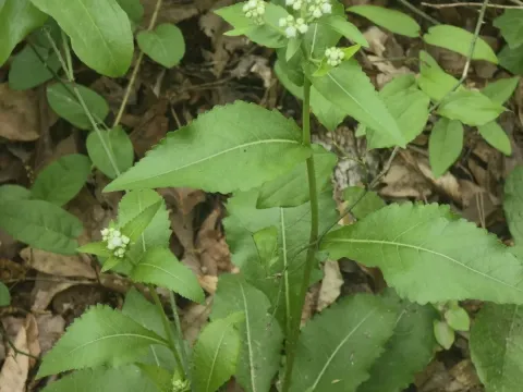 American feverfew